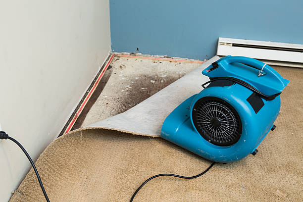 Best Local water damage restoration  in Pomona Park, FL